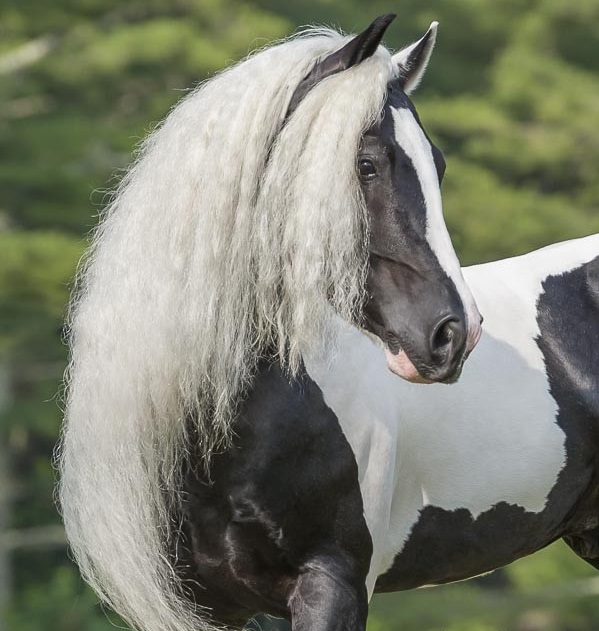 Pearlie King (sired by Latcho Drom) - Gypsy Vanner Stallion @Stillwater Farm